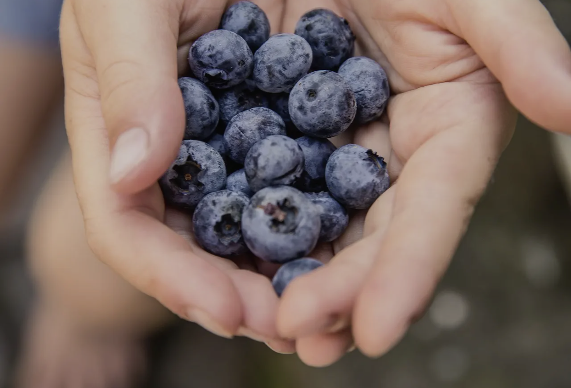 The Ultimate Smoothie Handbook